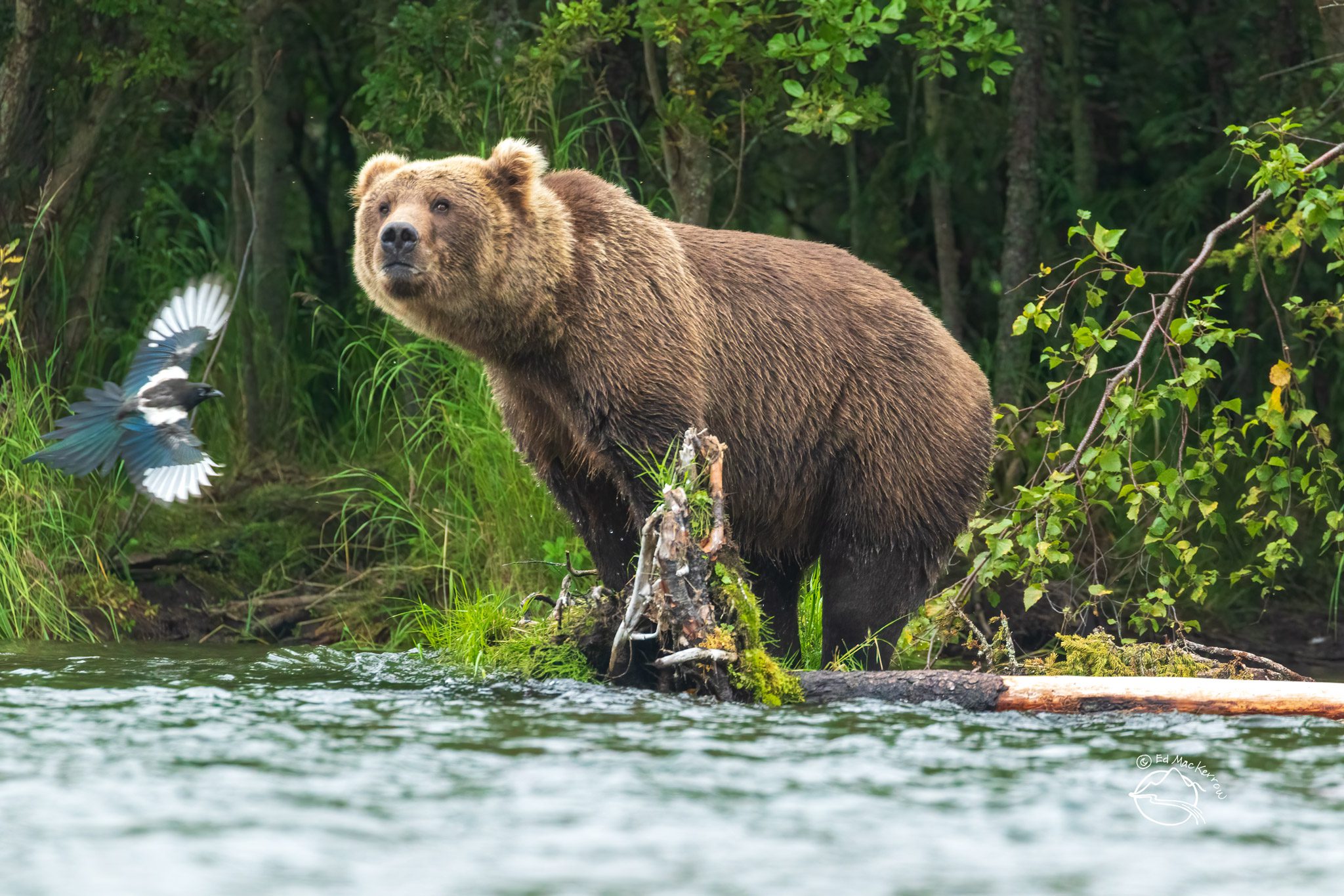 Brown bear disturbed by wader on the Brooks River, Katmai National Park