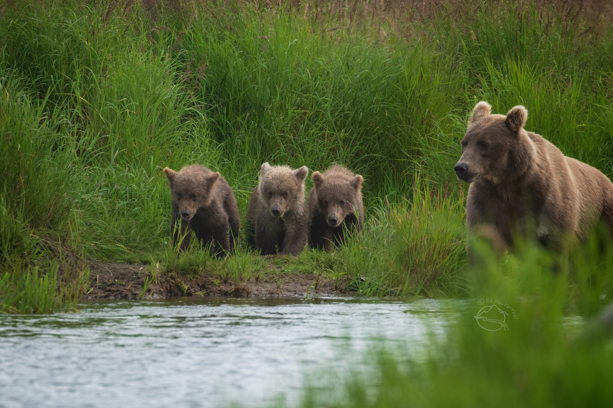 Mother brown bear with three spring cubs walking the bank of the Brooks River, Katmai National Park, Alaska