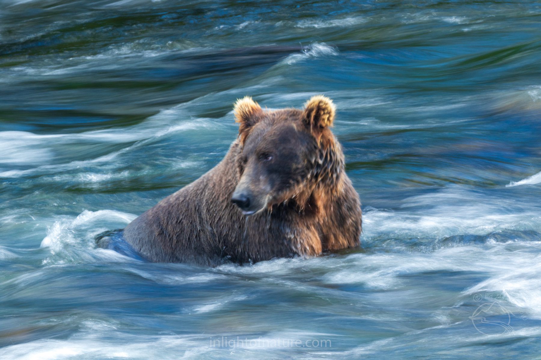 Brown Bear #821 ("Pepper") looks upstream while wading in the Brooks River, Katmai National Park & Preserve, Alaska.